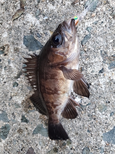 メバルの釣果