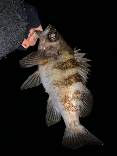 メバルの釣果