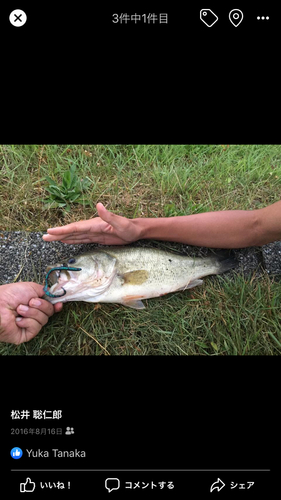 ブラックバスの釣果