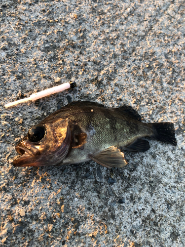 メバルの釣果