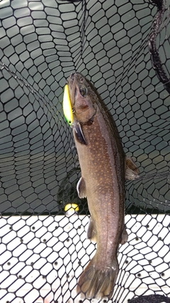 ニッコウイワナの釣果