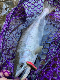 ヤマメの釣果