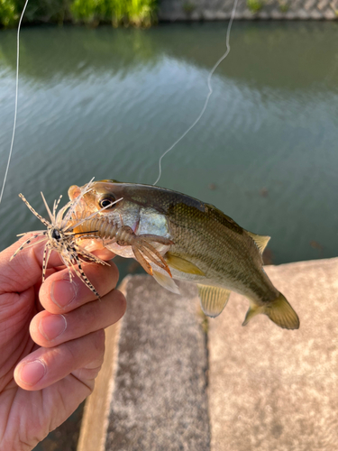 ラージマウスバスの釣果