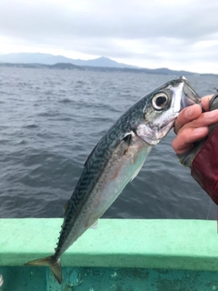 マサバの釣果