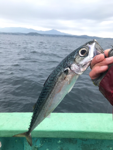 マサバの釣果