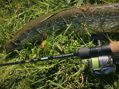 ノーザンパイクの釣果