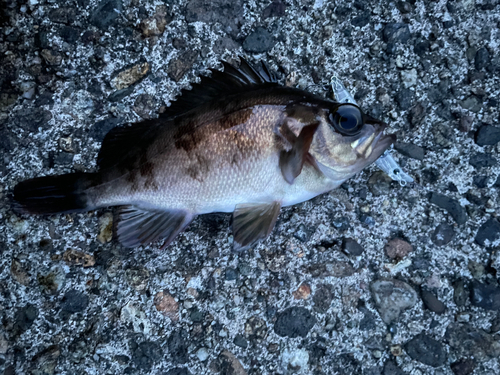 メバルの釣果