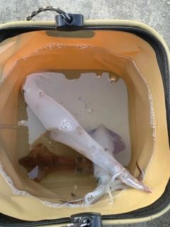 ヤリイカの釣果