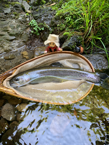 ニジマスの釣果