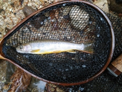 イワナの釣果