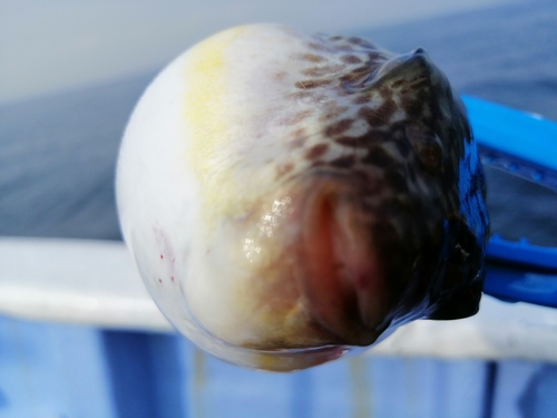 ショウサイフグの釣果