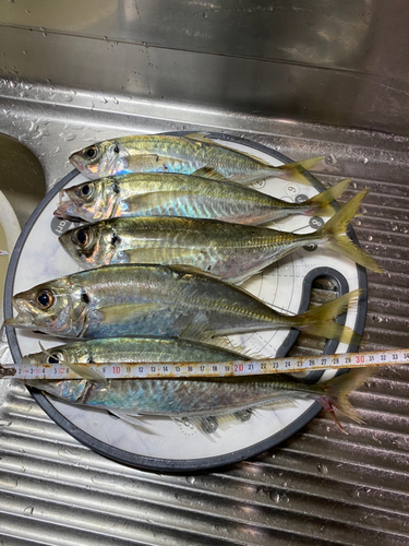 アジの釣果