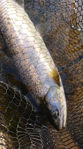 サクラマスの釣果