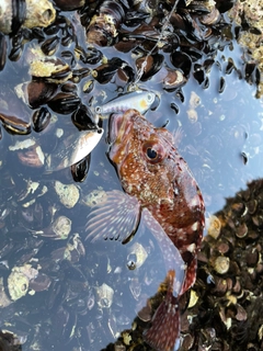 アラカブの釣果