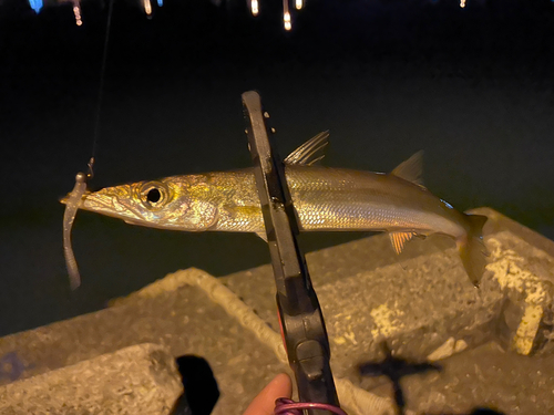 カマスの釣果