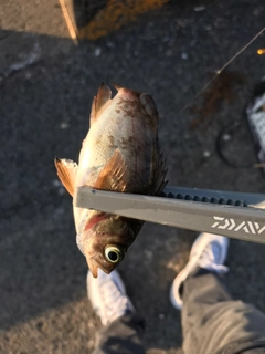 メバルの釣果