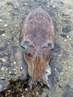 コウイカの釣果