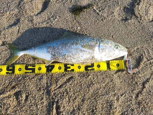 ハマチの釣果