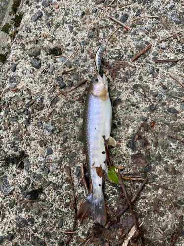 イワナの釣果