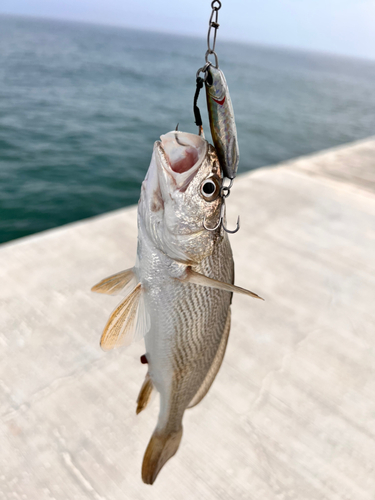 イシモチの釣果