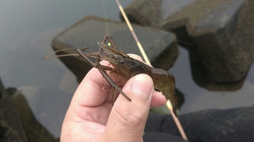 テナガエビの釣果