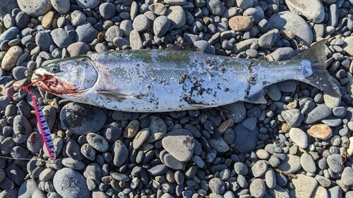 サクラマスの釣果