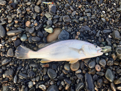 イシモチの釣果