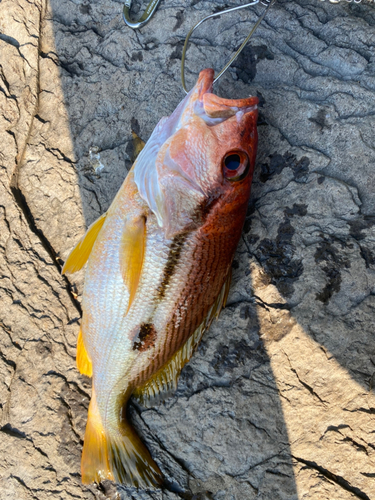 ヨコスジフエダイの釣果