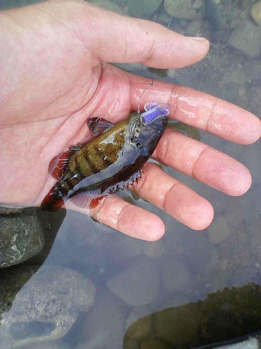 オヤニラミの釣果