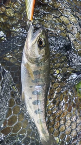 ヤマメの釣果