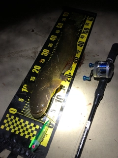 ナマズの釣果