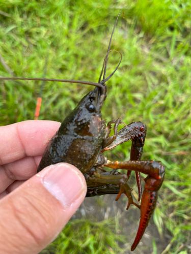 釣果