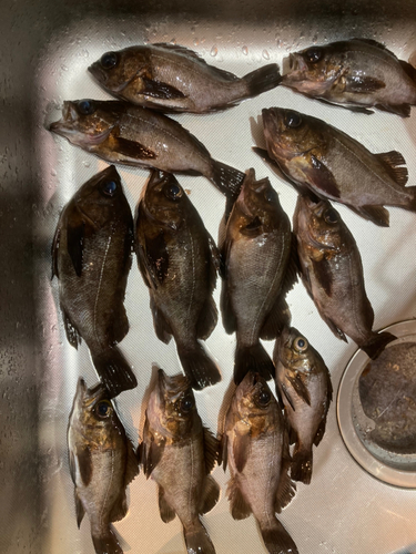 クロメバルの釣果