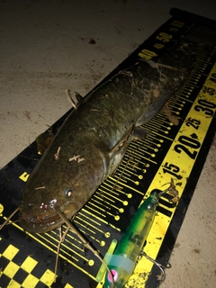 ナマズの釣果