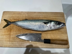 サバの釣果