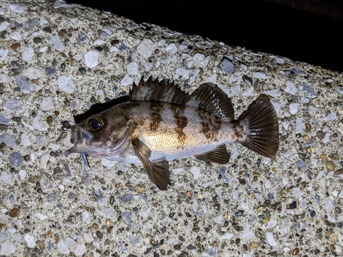 メバルの釣果