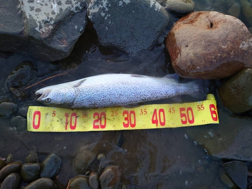 イトウの釣果