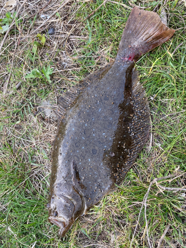 ヒラメの釣果