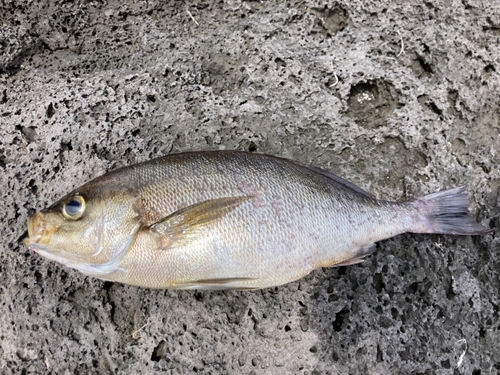 イサキの釣果