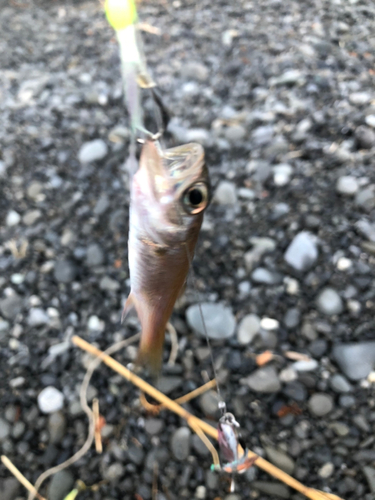 クロムツの釣果