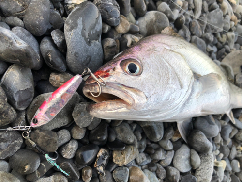 ニベの釣果