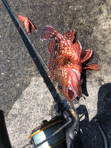 カサゴの釣果