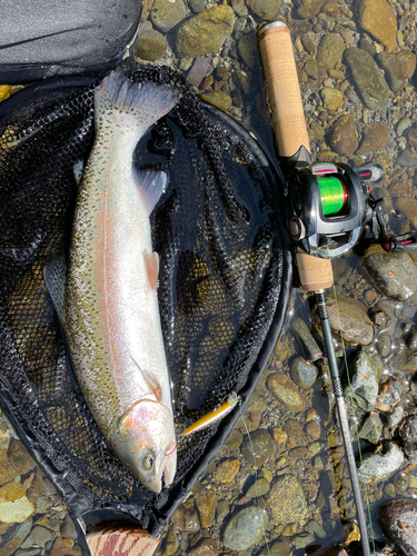 ニジマスの釣果