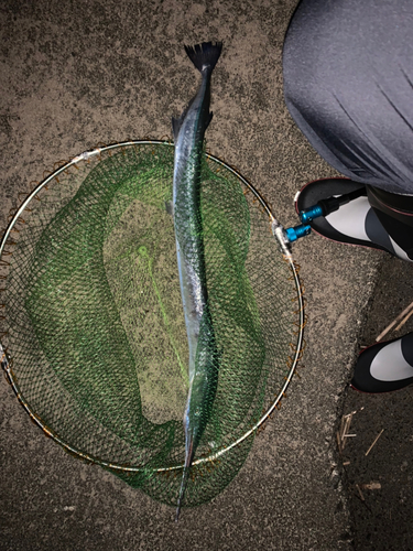 ダツの釣果