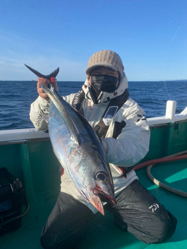 ビンチョウマグロの釣果