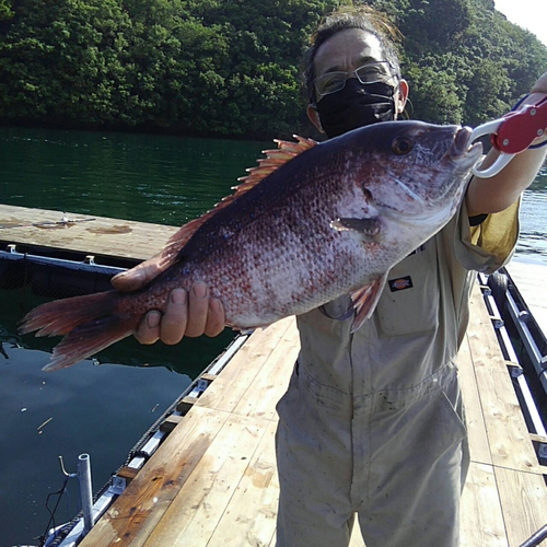 マダイの釣果