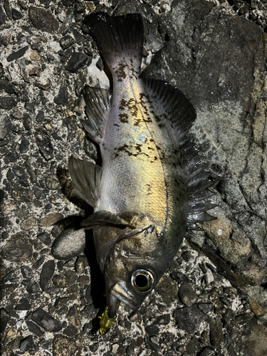 メバルの釣果