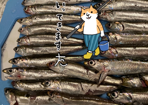 カタクチイワシの釣果