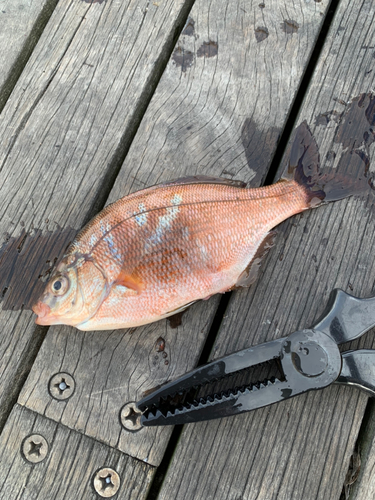 ウミタナゴの釣果