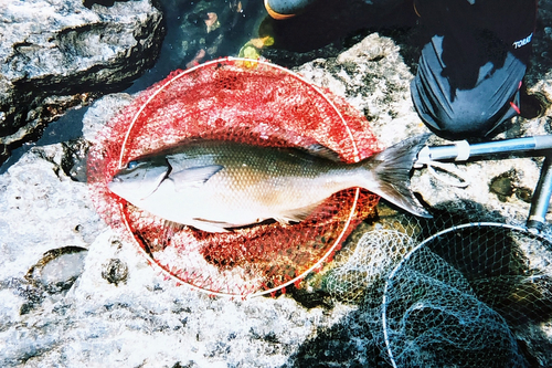 オナガグレの釣果